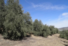 Loja 56370&nbsp;m² 