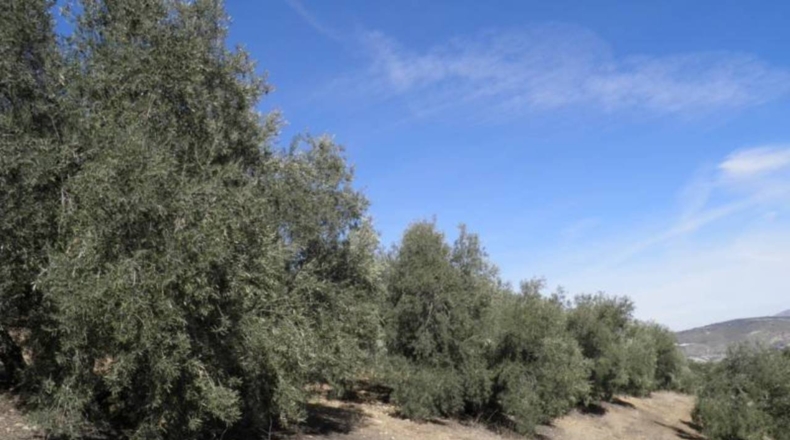 Granada - Ventorros de Balerma - 56370m2