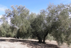 Loja 56370&nbsp;m² 