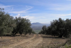 Loja 56370&nbsp;m² 