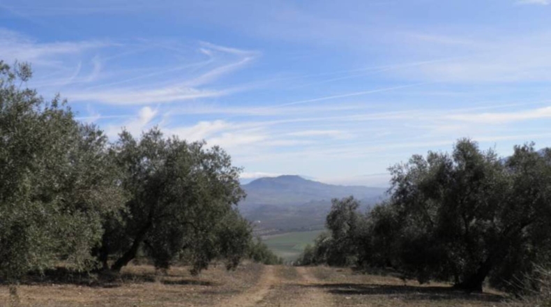 Granada - Ventorros de Balerma - 56370m2