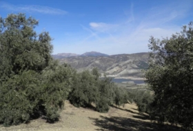 Loja 56370&nbsp;m² 