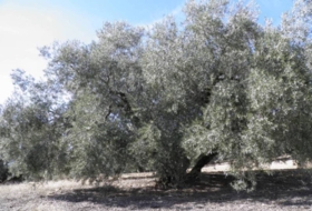 Loja 56370&nbsp;m² 
