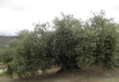 Non-developable land for sale in Zagra ref: TR64705 photo