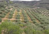Non-developable land for sale in Zagra ref: TR64705 photo