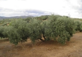 Non-developable land for sale in Zagra ref: TR64705 photo