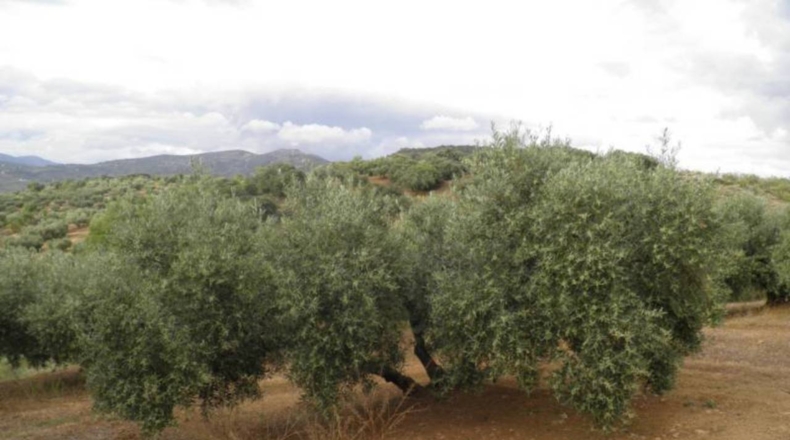 Granada - Zagra - 30608m2