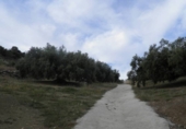 Non-developable land for sale in Zagra ref: TR64705 photo