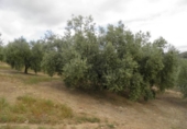 Non-developable land for sale in Zagra ref: TR64705 photo