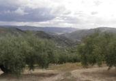 Non-developable land for sale in Zagra ref: TR64705 photo