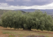 Non-developable land for sale in Zagra ref: TR64705 photo