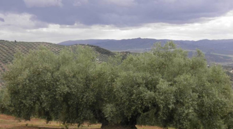 Granada - Zagra - 30608m2
