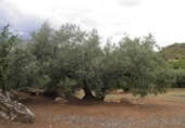 Non-developable land for sale in Zagra ref: TR64705 photo