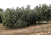 Non-developable land for sale in Zagra ref: TR64705 photo