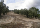 Non-developable land for sale in Zagra ref: TR64705 photo