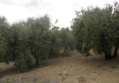 Non-developable land for sale in Zagra ref: TR64705 photo