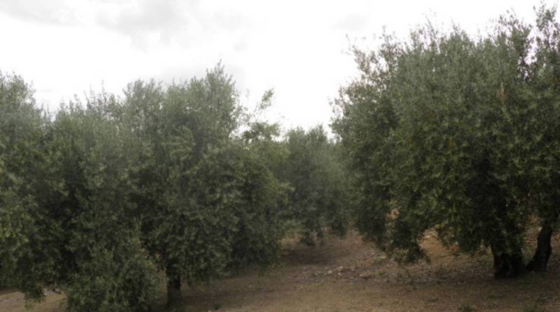 Granada - Zagra - 30608m2