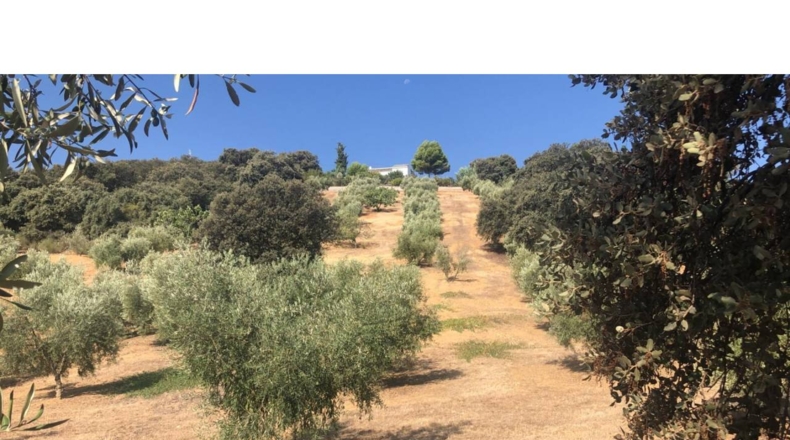 Granada - Algarinejo - 6300m2