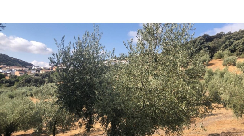 Granada - Algarinejo - 6300m2