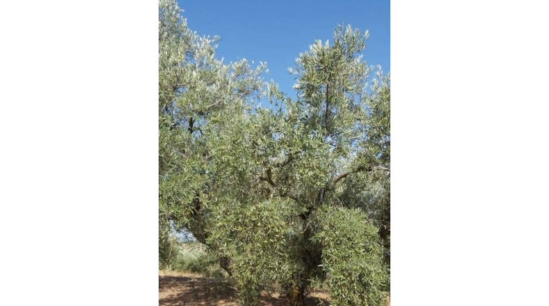 Granada - Ventorros de San José - 6500m2