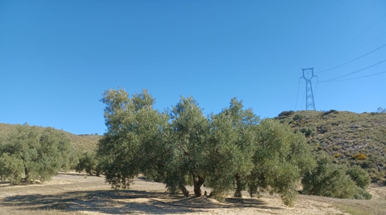 Granada - Loja - 31469m2