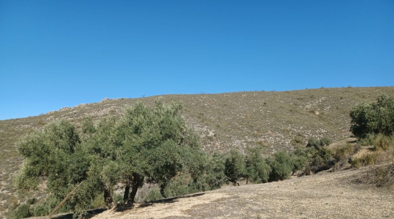 Granada - Loja - 31469m2
