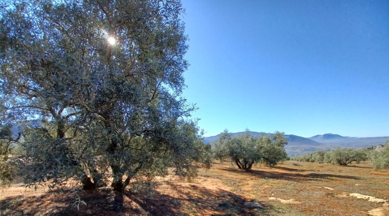 Granada - Loja - 31469m2