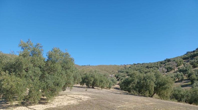 Granada - Loja - 31469m2