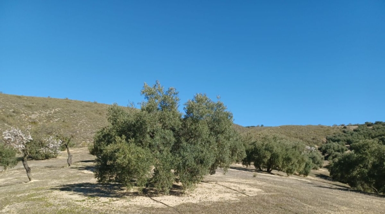 Granada - Loja - 31469m2