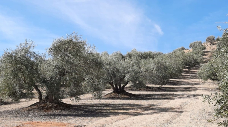 Granada - Estación de Huétor Tájar - 64000m2