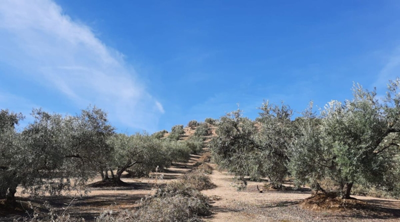 Granada - Estación de Huétor Tájar - 64000m2