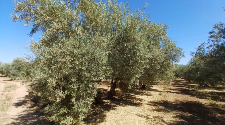 Granada - Loreto - 40000m2