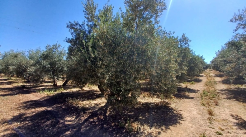 Granada - Loreto - 40000m2