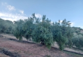 Non-developable land for sale in Loja ref: TR81352 photo