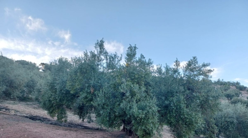 Granada - El Bujeo - 17650m2