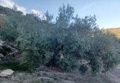 Non-developable land for sale in Loja ref: TR81352 photo