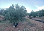 Non-developable land for sale in Loja ref: TR81352 photo