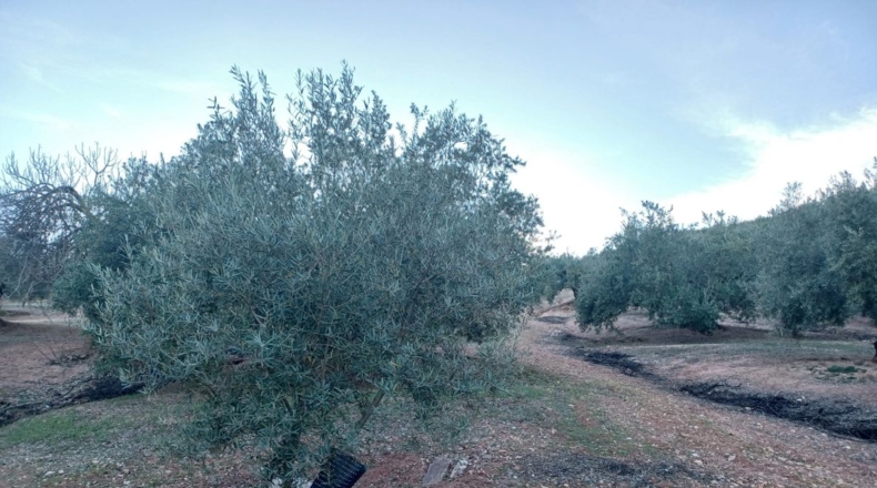 Granada - El Bujeo - 17650m2