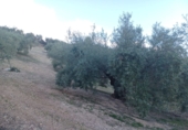 Non-developable land for sale in Loja ref: TR81352 photo