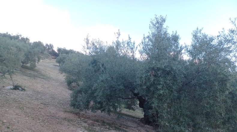 Granada - El Bujeo - 17650m2
