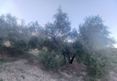 Non-developable land for sale in Loja ref: TR81352 photo