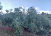 Non-developable land for sale in Loja ref: TR81352 photo