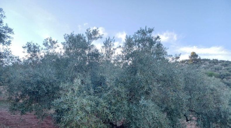 Granada - El Bujeo - 17650m2