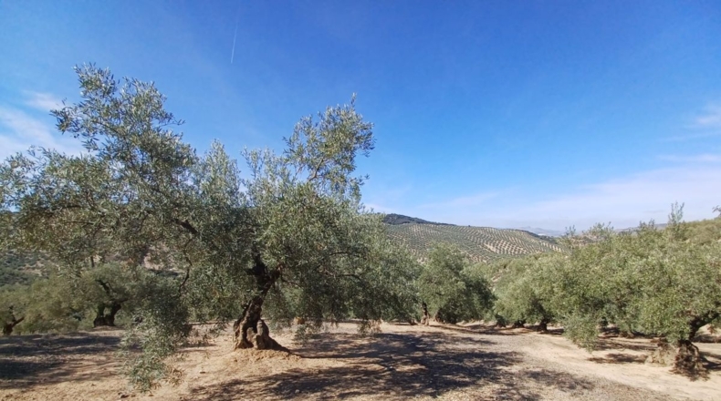 Granada - Ventorros de San José - 11498m2