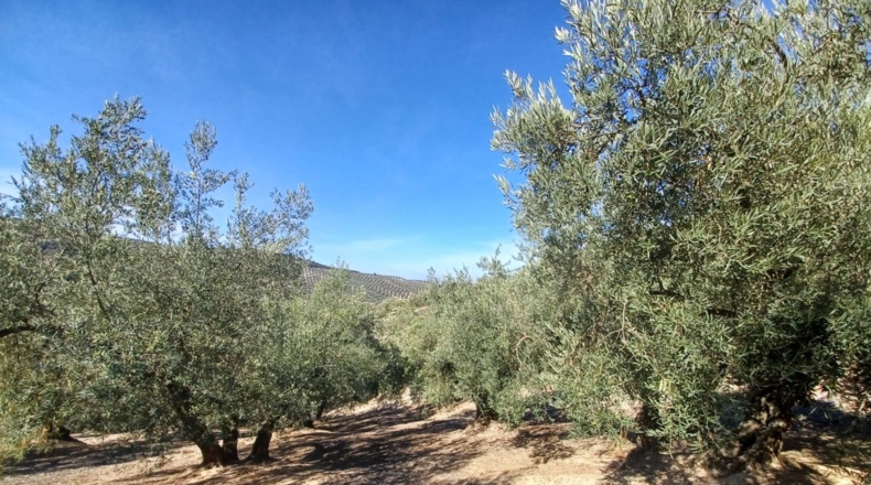 Granada - Ventorros de San José - 11498m2