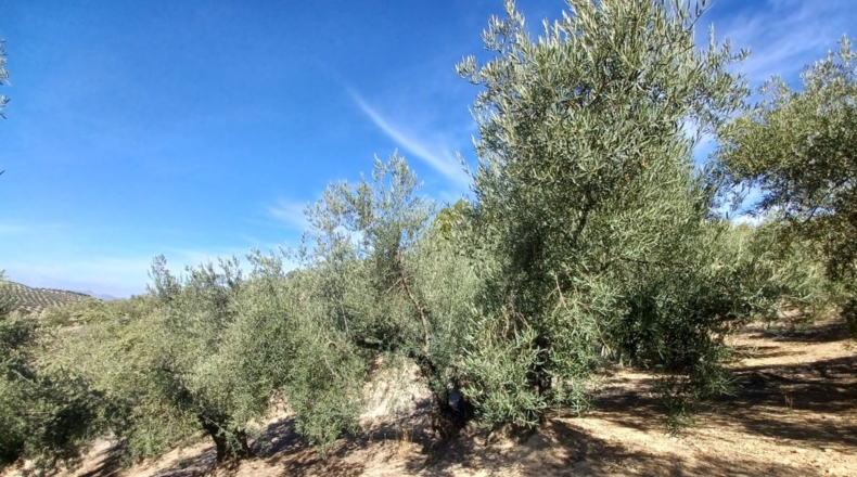 Granada - Ventorros de San José - 11498m2