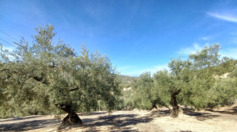 Granada - Ventorros de San José - 11498m2