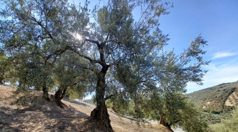 Granada - Ventorros de San José - 11498m2