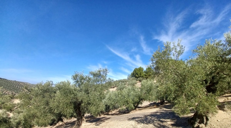 Granada - Ventorros de San José - 11498m2