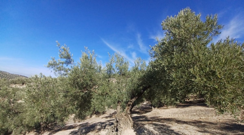 Granada - Ventorros de San José - 11498m2
